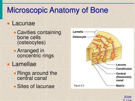 Microscopic Anatomy Of Bone Anatomy Drawing Diagram