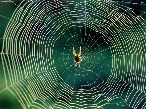 Weekend Diversion Spider Webs On Drugs Scienceblogs