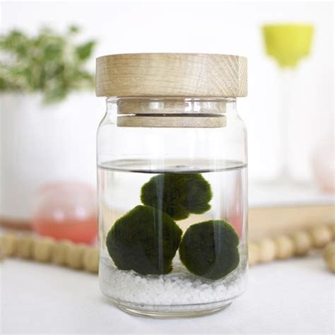 Kokedama require watering and care like any other houseplant would. Marimo Moss Ball Care Tips - Delineate Your Dwelling