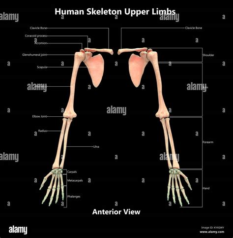 Human Skeleton System Upper Limbs Label Design Anterior View Anatomy