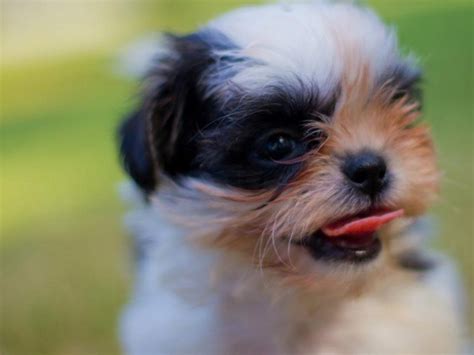For many dogs at the shelter, especially newer dogs, we have no data about how they are with other dogs. Shih-Tzu Puppies Available for Adoption | Lakewood, OH Patch