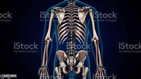 Ilustración 3d De La Anatomía Del Esqueleto Axial Humano Foto De Stock