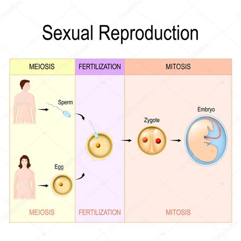 Reproducción Sexual Mitosis Fertilización Meiosis 2023