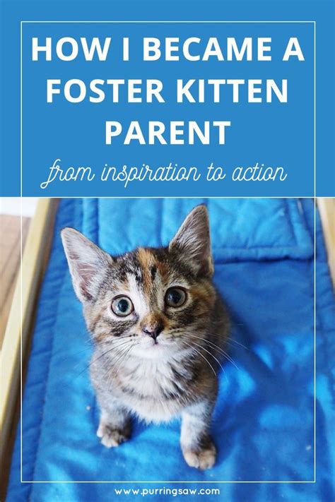 Pin This And Tap To Read Heres How I Became A Kitten Fostering