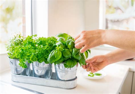 Tips To Starting An Herb Garden In Your Apartment Essex