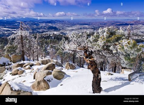 Rime Ice On Pine Tree San Bernardino National Forest California Usa