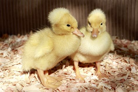 White Crested Ducklings Cute Little Guys With Pompoms On The Top Of