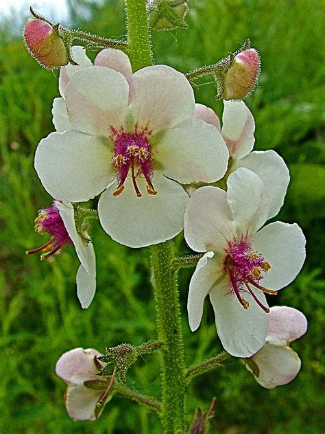 Moth Mullein Near Alamo Michigan Photograph By Ruth Hager Fine Art