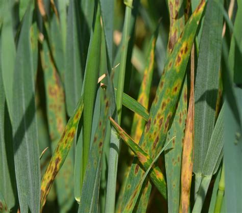 Its Time To Scout For Wheat Diseases Cropwatch University Of