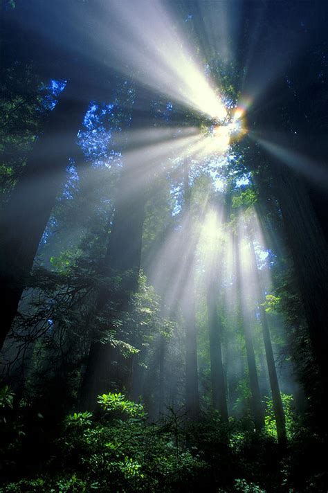 Sunlight Filtering Through Dense Forest Photograph By Don Hammond