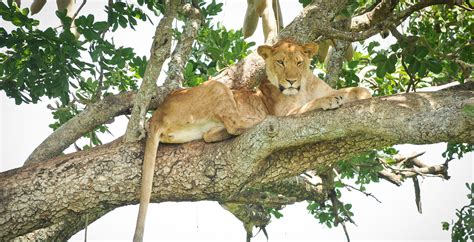 Bespoke Safaris In Kidepo Valley National Park Uganda Journeys By Design