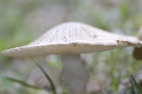 Alabama Wild White Mushroom Stock Photo Image Of Gills Vegetation