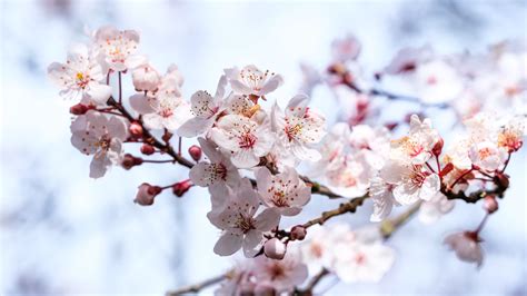 Download Wallpaper 3840x2160 Sakura Flowers Branches Blur Spring 4k