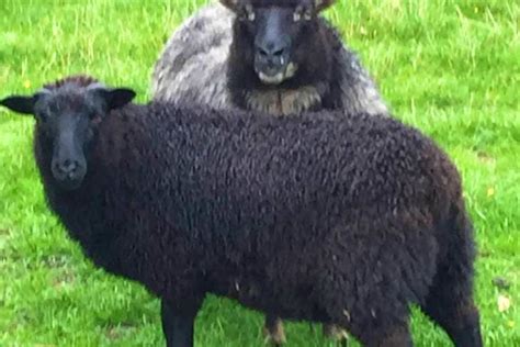 40 Icelandic Cross Breeding Ewes Lambs Shearlings Sellmylivestock
