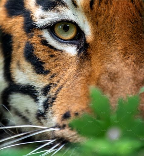 Bengal Tiger Eye Looking Animal Stock Photos ~ Creative Market