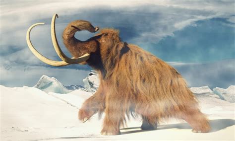 When Did Woolly Mammoths Go Extinct A Z Animals