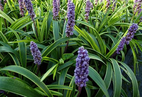 Liriope Muscari Gold Banded Plantes Shopping