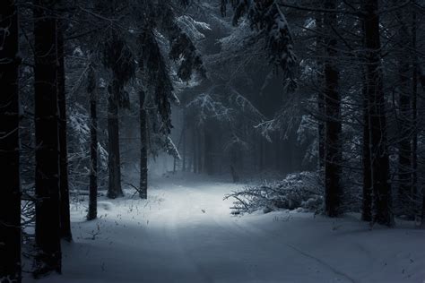 Dark Winter Forest Wallpapers Top Free Dark Winter