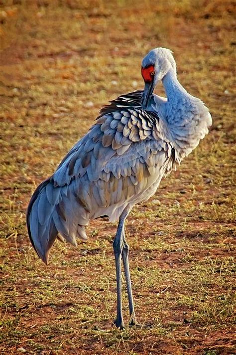 Feathers Sandhill Crane Photograph By Flying Z Photography By Zayne