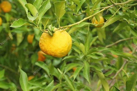 Frutas Amarillas Maduras En Yuzu Arbusto De Limón Japonés 2023