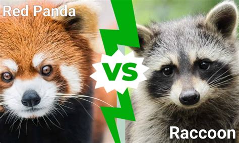 Red Panda Vs Raccoon 5 Key Differences A Z Animals