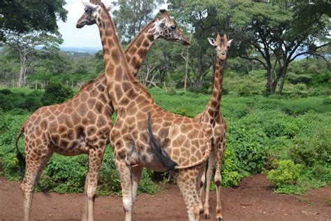 Kenya The Giraffe Center In Nairobi TravelMag Com