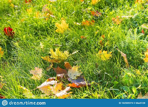 Grass Turns Yellow On The Lawns And Yellow Leaves Fall Stock Photo