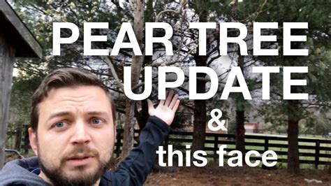 Pear Tree Update Youtube