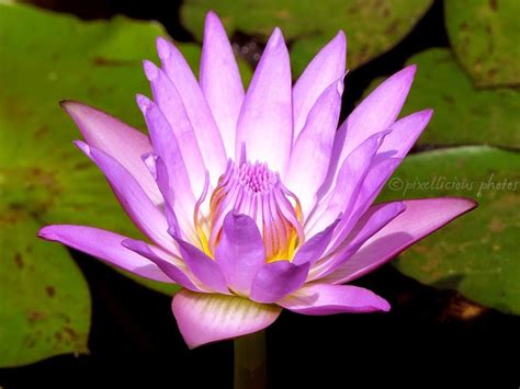 Lotus Pixellicious