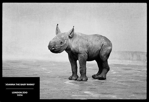 Wildlife London Zoo 1974 Rhinos Arthursteel Photographer Invasive