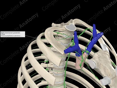 Right Subclavian Lymphatic Trunk Complete Anatomy