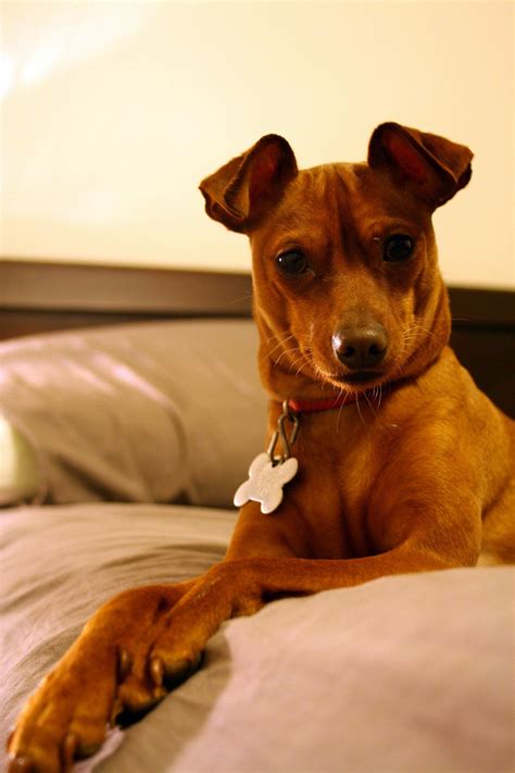 A Brown Dog Laying On Top Of A Bed