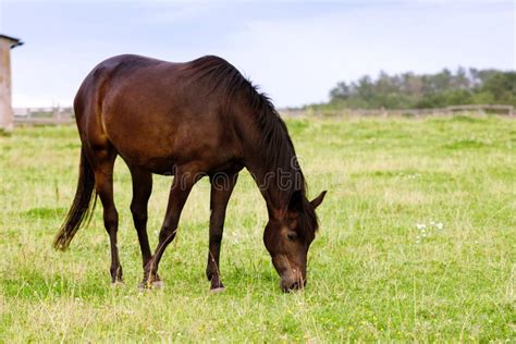 Brown Horse Grazing On A Pasture Stock Photo Image Of Stable Stall
