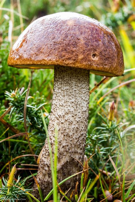 15 G Fresh Birch Bolete Mycelium Leccinum Scabrum Buy Mushroom Etsy