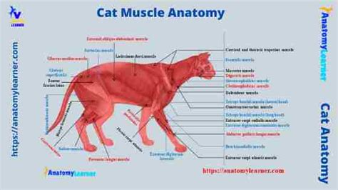 Cat Muscle Anatomy With Labeled Diagram Anatomylearner The Place