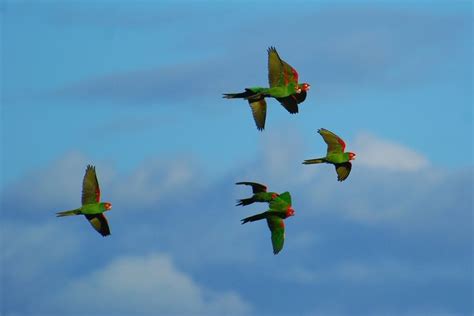 Sf Wild Parrots Flying High Parrot Flying Parrot Pretty Sky