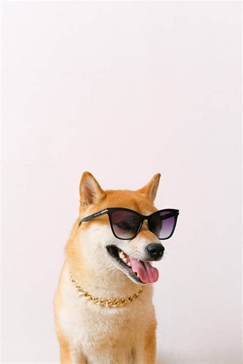 Shiba Inu Dogs Wearing Party Hats · Free Stock Photo