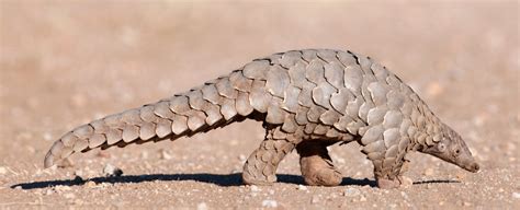 Covid 19 Pangolin Connection The Elite And The Hunt Eye Opening Truth