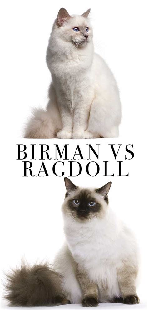 Birman Vs Ragdoll How To Choose Between Them