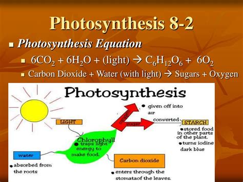 Ppt Photosynthesis Powerpoint Presentation Free Download Id439965