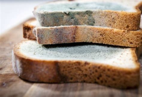 Mold On Bread Here Is What You Need To Know Clean Water Partners