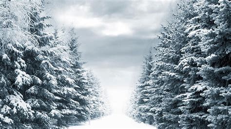 Hd Wallpaper Snowy Pine Trees Fir Trees Winter Avenue Ranks Sky