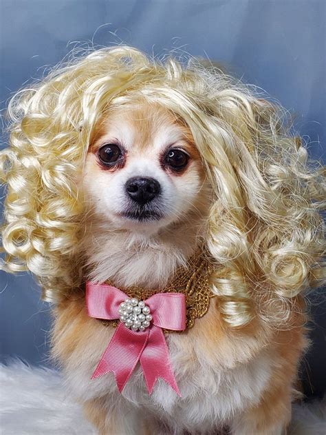 Pet Wig Blond Color For Dog Or Cathalloween Dog Wig Etsy Dog