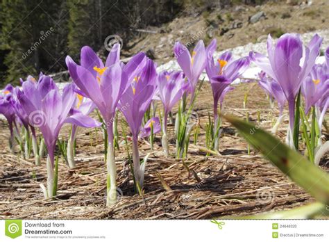 Crocus Flowers On The Mountain Spring Meadow Stock Photo