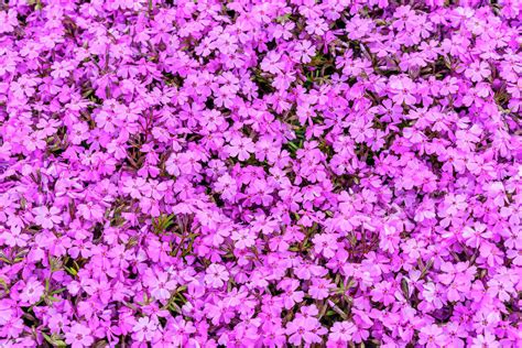 Top View Of Pink Moss Phlox Phlox Subulata In Spring Flower Garden