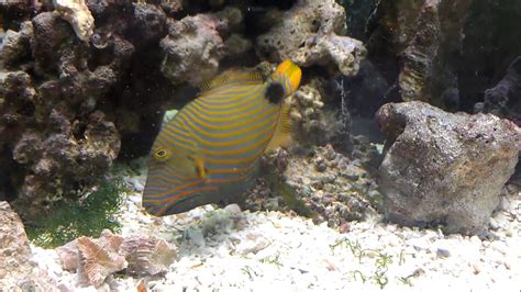 Orange Lined Triggerfish Undulate Triggerfish