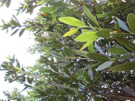 Foliage Of Olive Tree Free Stock Photo Public Domain Pictures