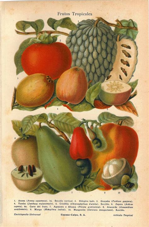 Items Similar To Botanical Art Vintage Print Tropical Fruits Lithograph