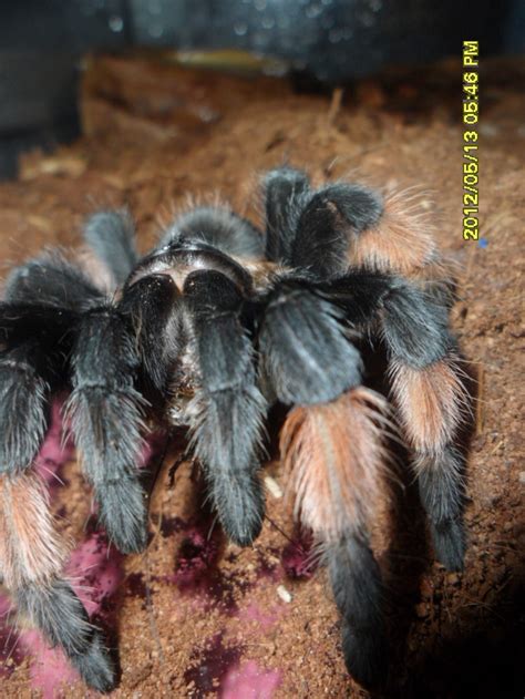 Crickets or 'true crickets' are the most common type of insects sharing this planet with us since though a small insect, but there are several interesting cricket facts that would leave you baffled and. Red Legged Tarantula eating a cricket | Tarantula, Animals ...