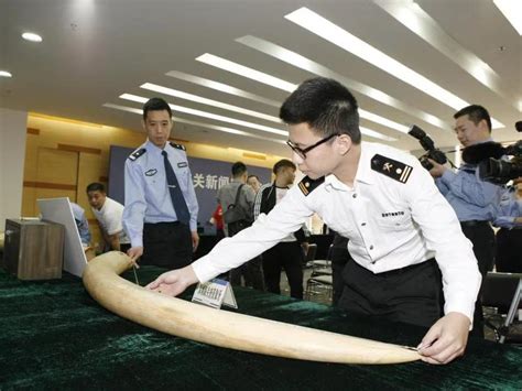 Customs Task Force Busts Ivory Smugglers Cn